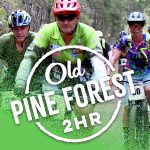 Old Pine Forest 2hr image