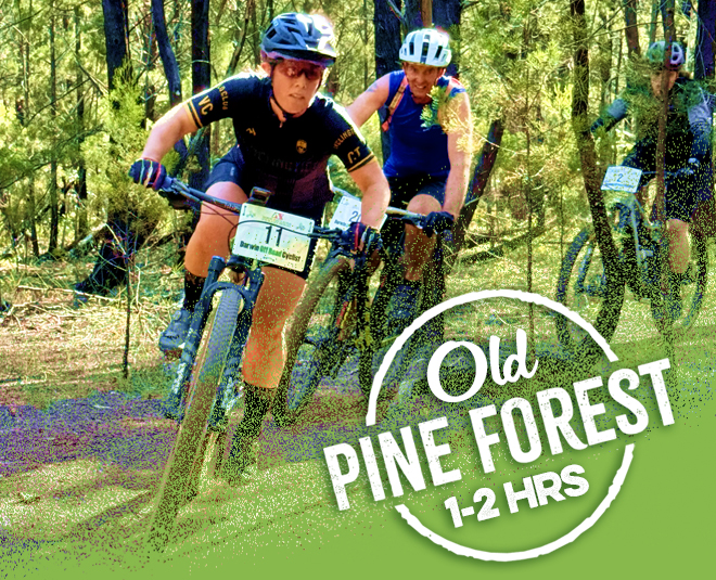 Old Pine Forest race image